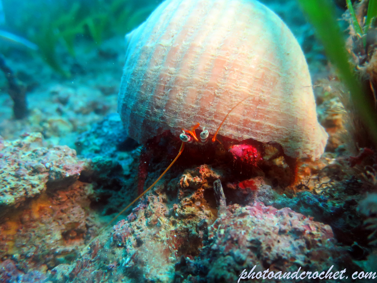 Hermit Crab - Dardanus arrosor - Image