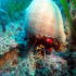 Hermit Crab - Dardanus arrosor - Image
