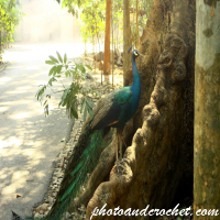 Phesant - Blending in 