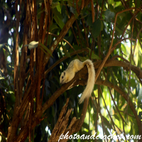 Wiżżiel – Fuq siġra għolja