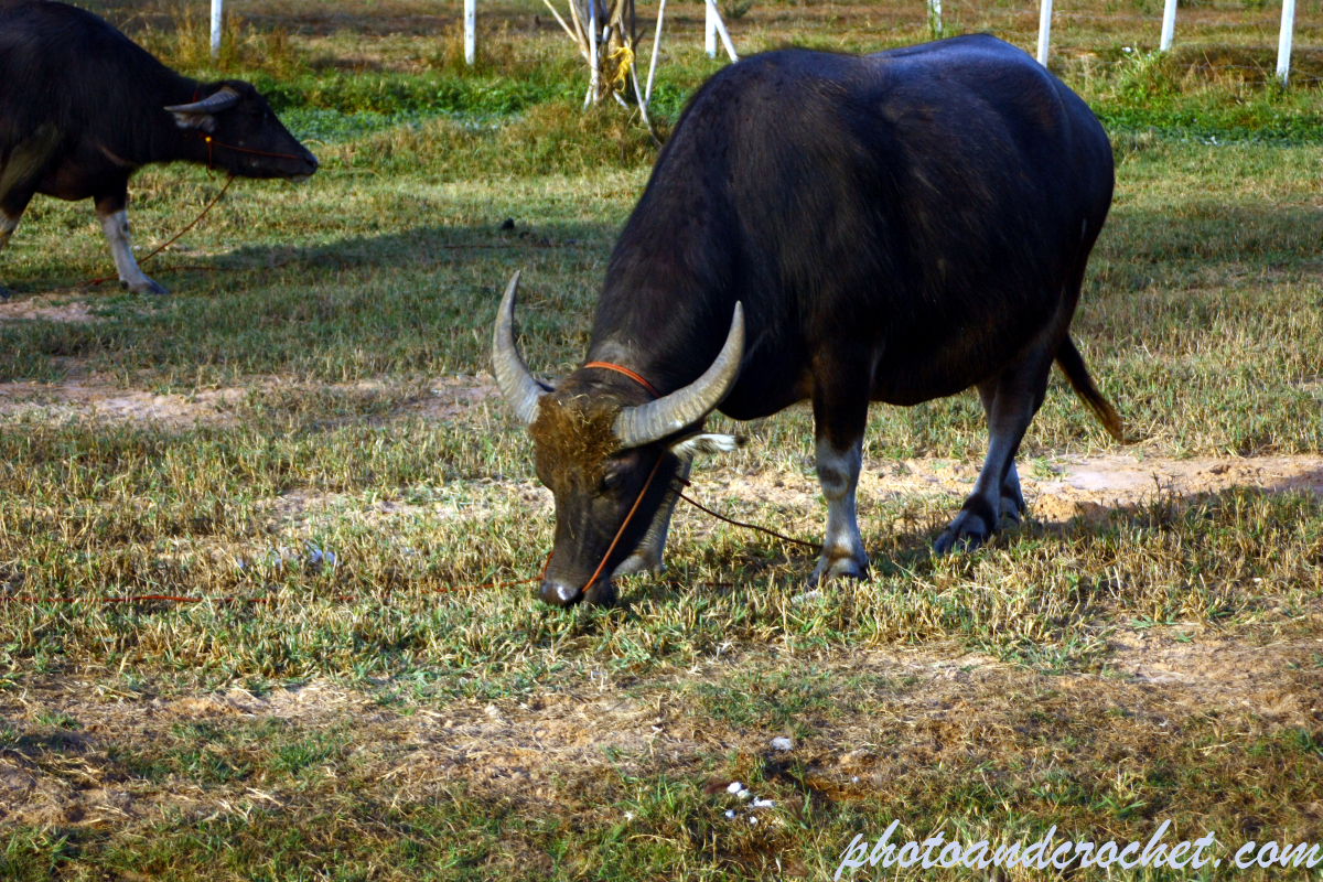 Thai Water Buffalo - Image