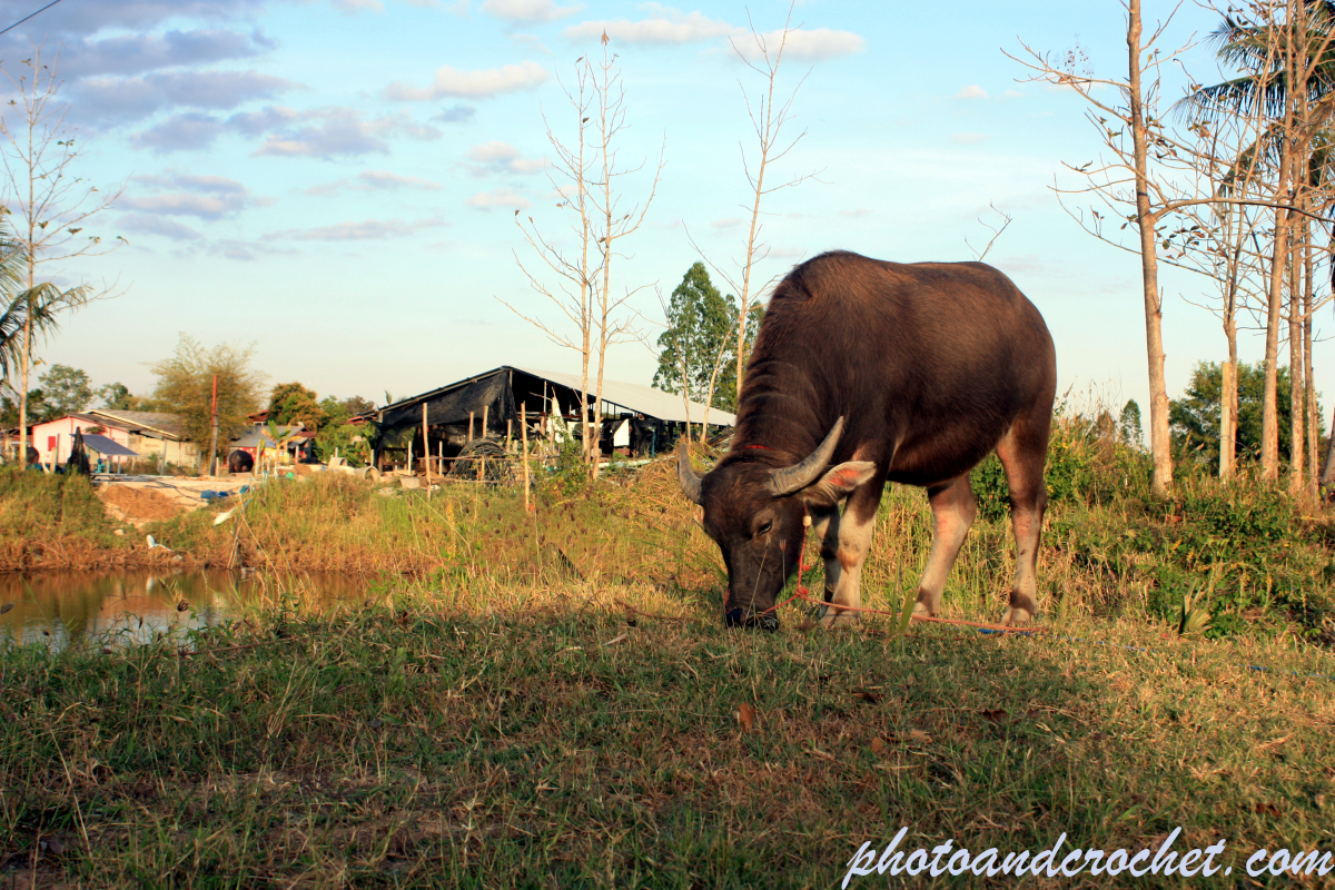 Thai Water Buffalo - Image