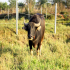 Thai Water Buffalo - Image