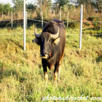 Farm Animal – Thai Water Buffalo in the Fields
