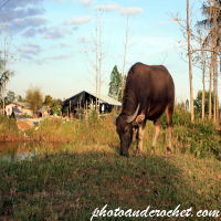 สัตว์ฟาร์ม – ควายน้ำไทยใกล้ทุ่งหญ้า