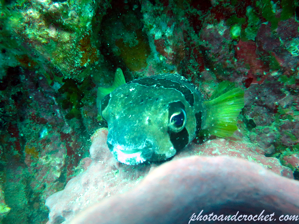 Black-Blotched Porcupinefish - Image