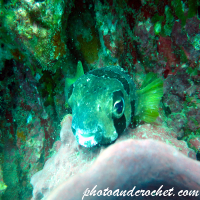 Box Porcupine - Pufferfish