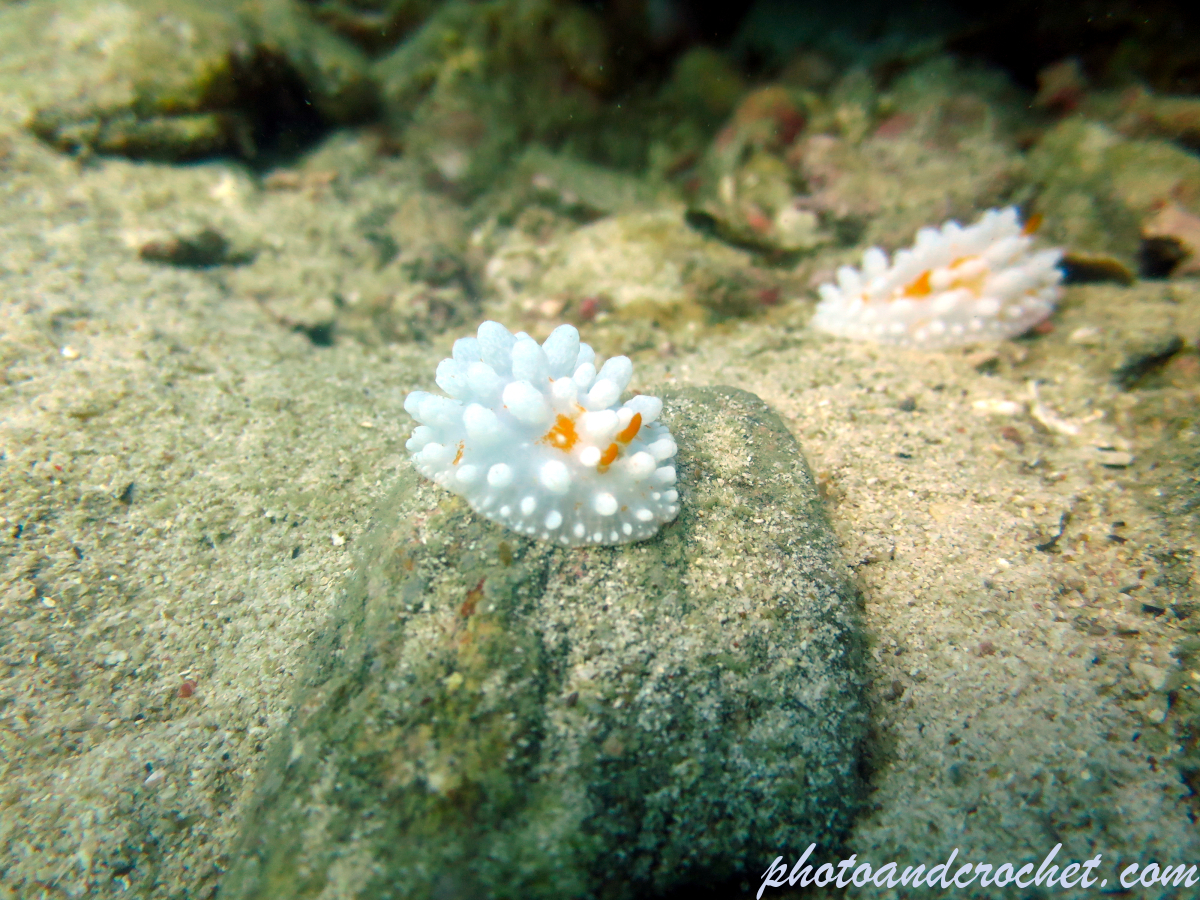Nudibranch - Phyllidia ocellata - Image
