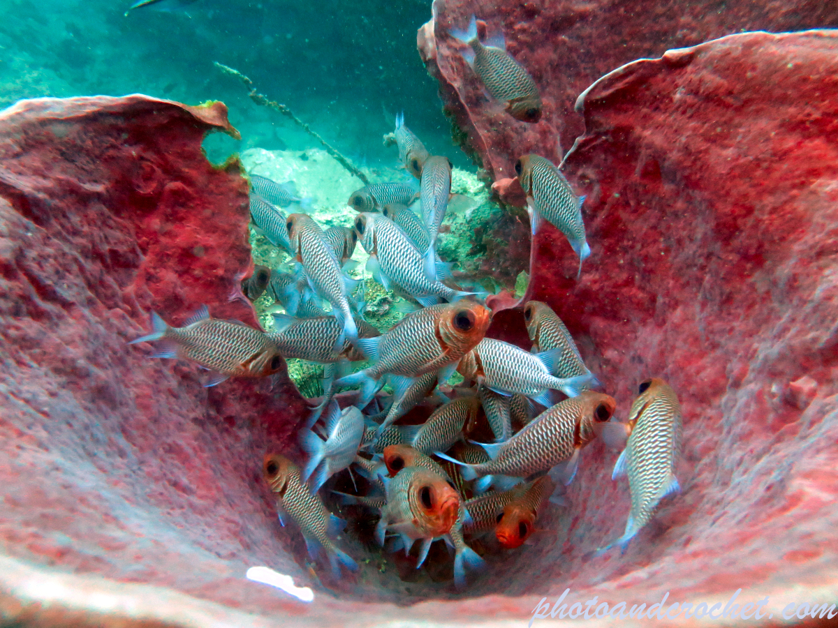 Pinecone soldierfish - Myripristis murdian - Image