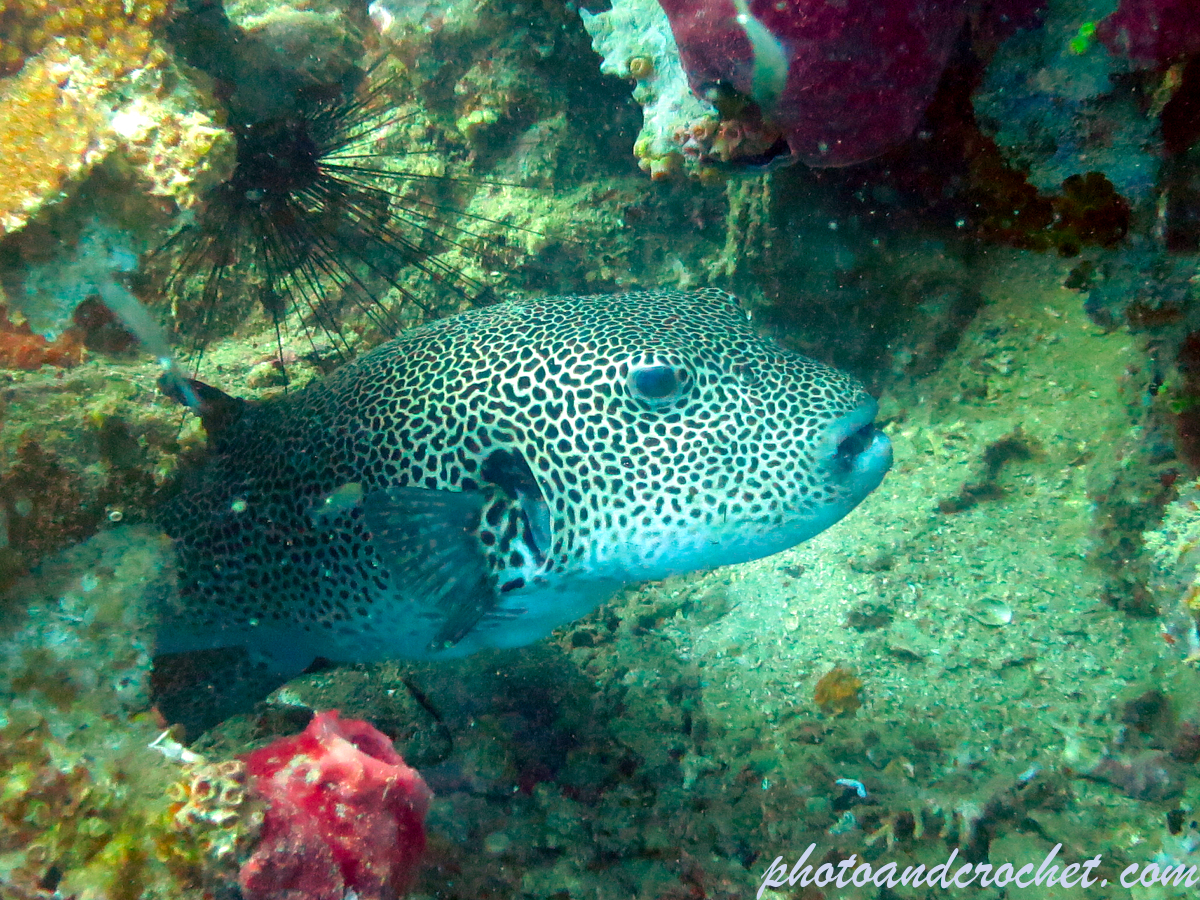 Starry pufferfish - Arothron stellatus - Image