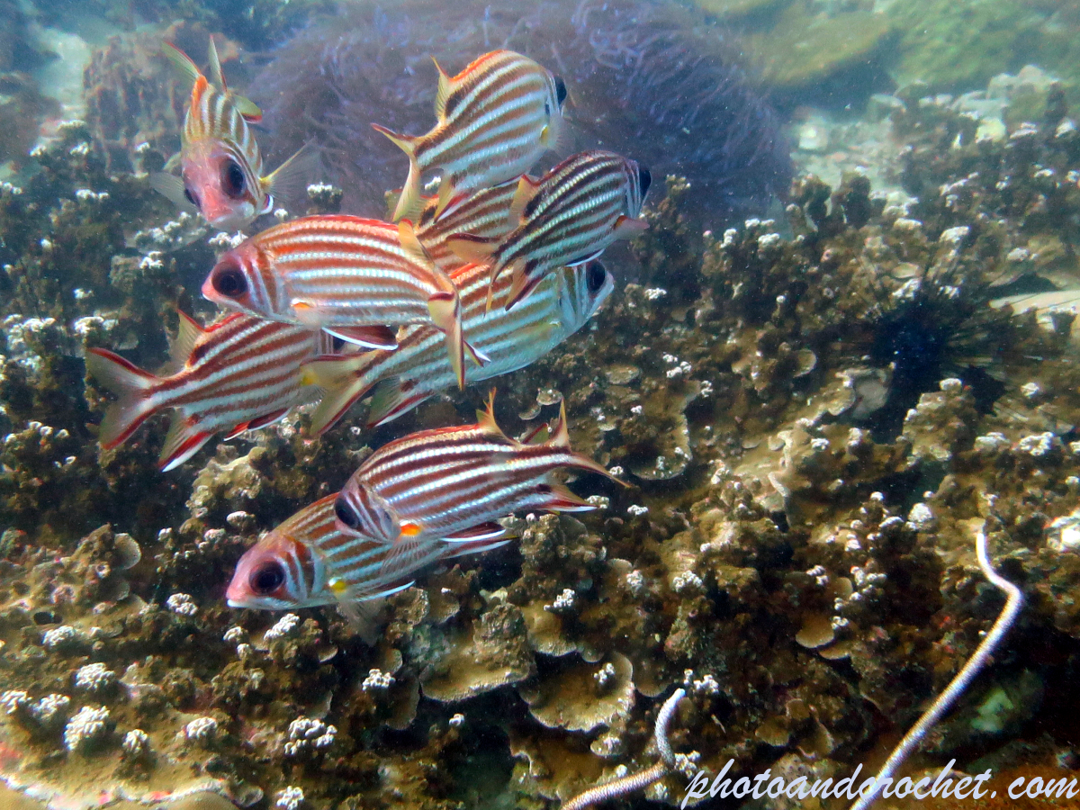 Striped Squirrelfish - Image
