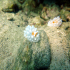 Nudibranch - Phyllidia ocellata - Image