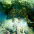 Honeycomb grouper - Epinephelus merra - Image
