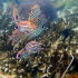 Striped Squirrelfish - Image
