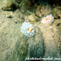 Nudibranch - Phyllidia ocellata - Image