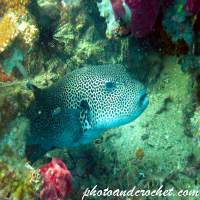 Box Porcupine - Pufferfish