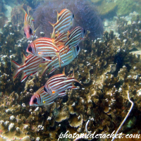 Squirrelfish