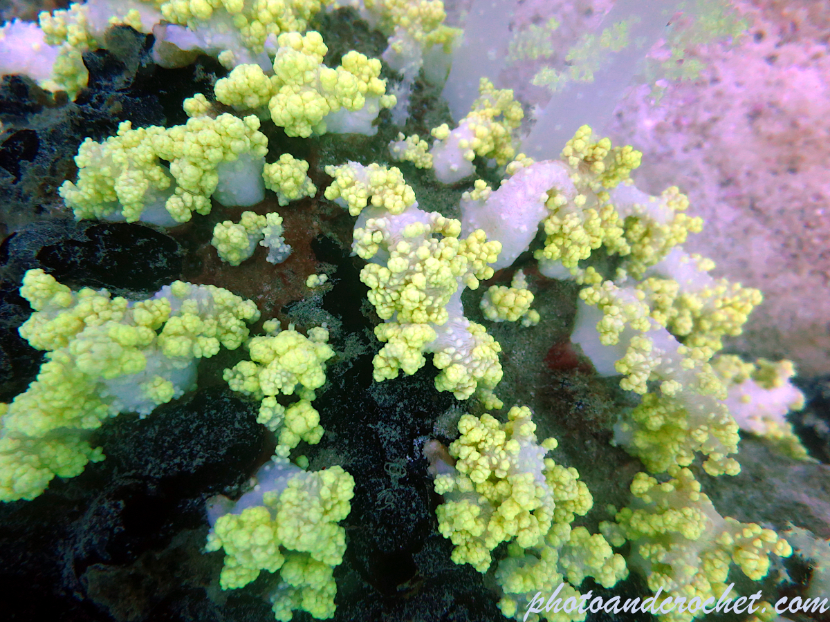 Yellow Soft Coral - Dendronephthya - Image