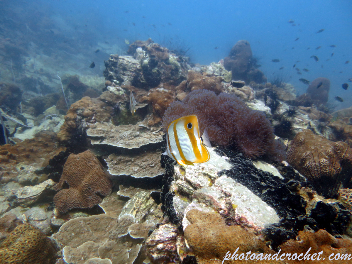 Copperband Butterflyfish - Chelmon rostratus - Image