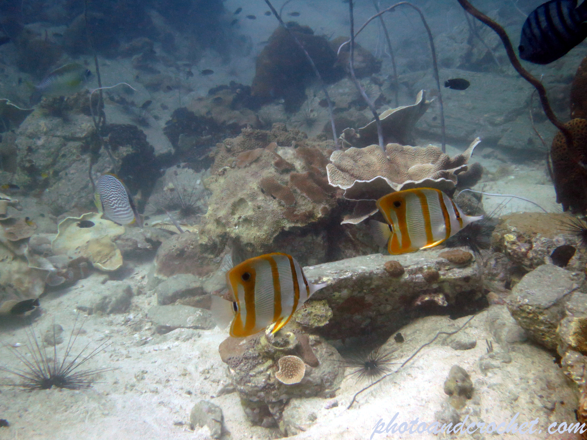 Copperband Butterflyfish - Chelmon rostratus - Image