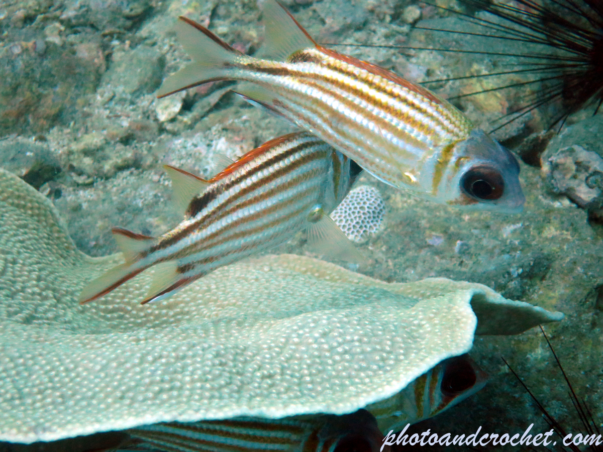 Striped Squirrelfish - Sargocentron xantherythrum - Image