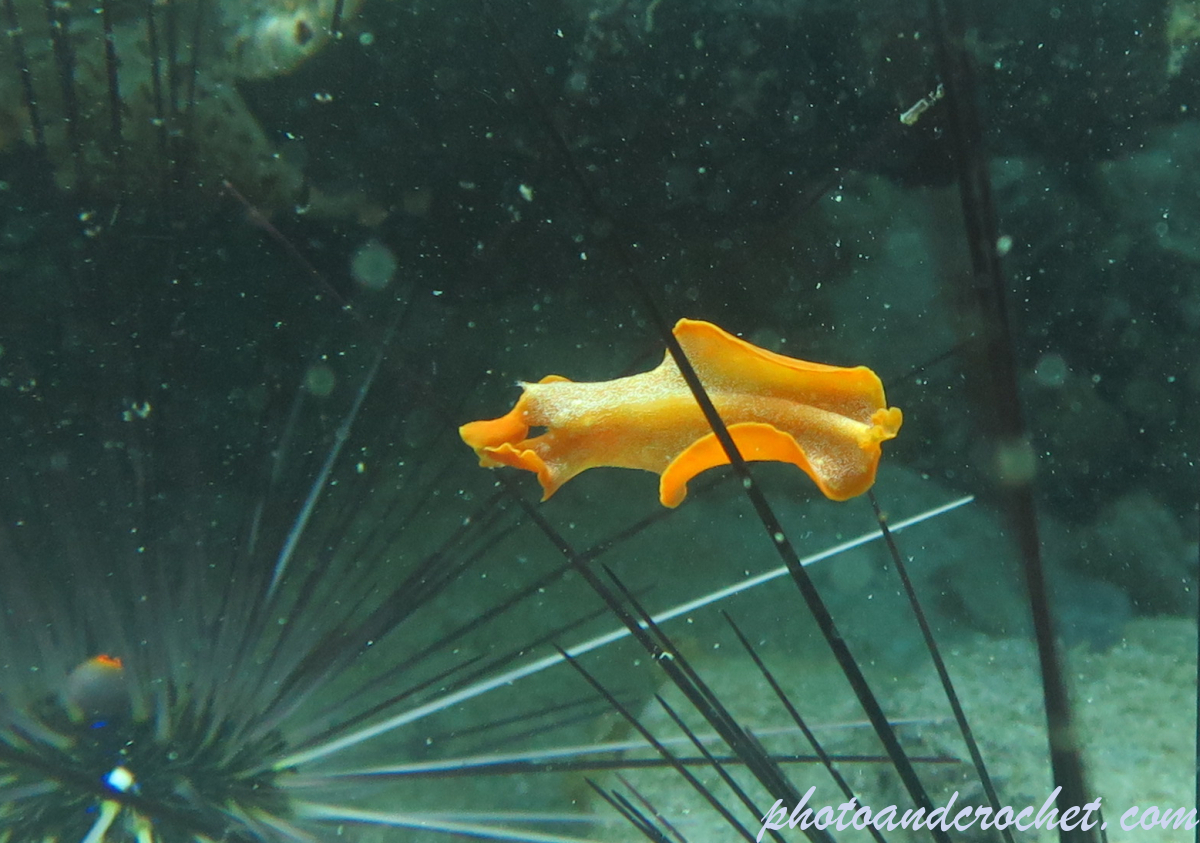 Flatworm - Phrikoceros katoi - Image