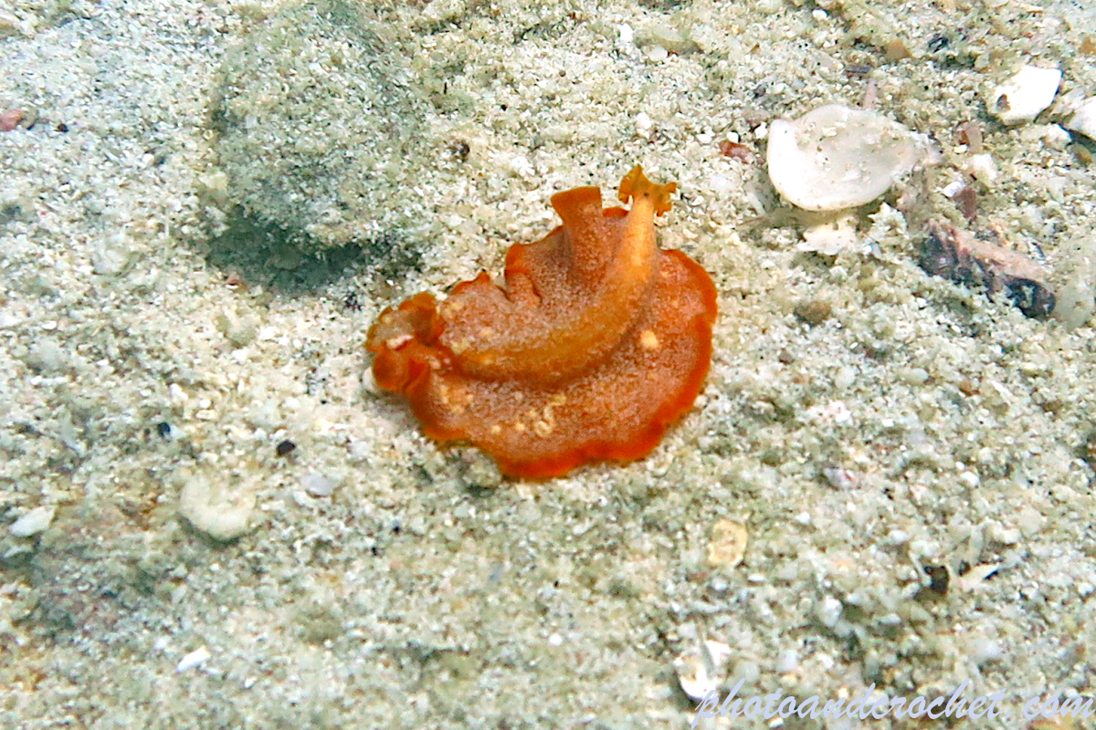 Flatworm - Phrikoceros katoi - Image