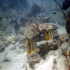 Copperband Butterflyfish - Chelmon rostratus - Image