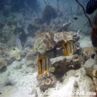 Butterflyfish