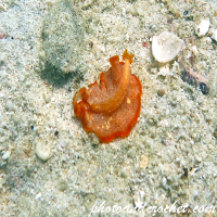 Flatworm - Phrikoceros katoi - Image