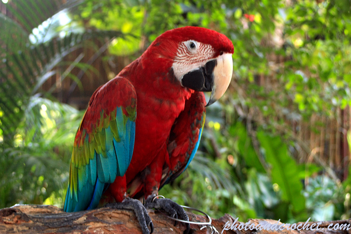 Parrot - Image