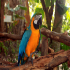 Parrot - Image