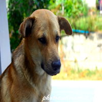 Stray Dog – Portrait