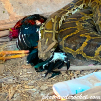 Pitón – Protegiendo su comida