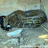 Python – Schläft über ihrem Mittagessen