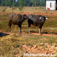 Thai Water Buffalo – Tranquil Giants of the Field