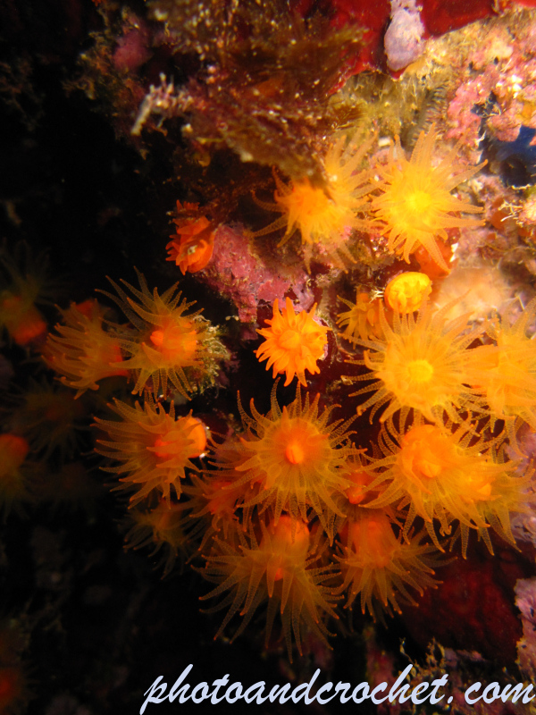 Astroides calycularis - Image