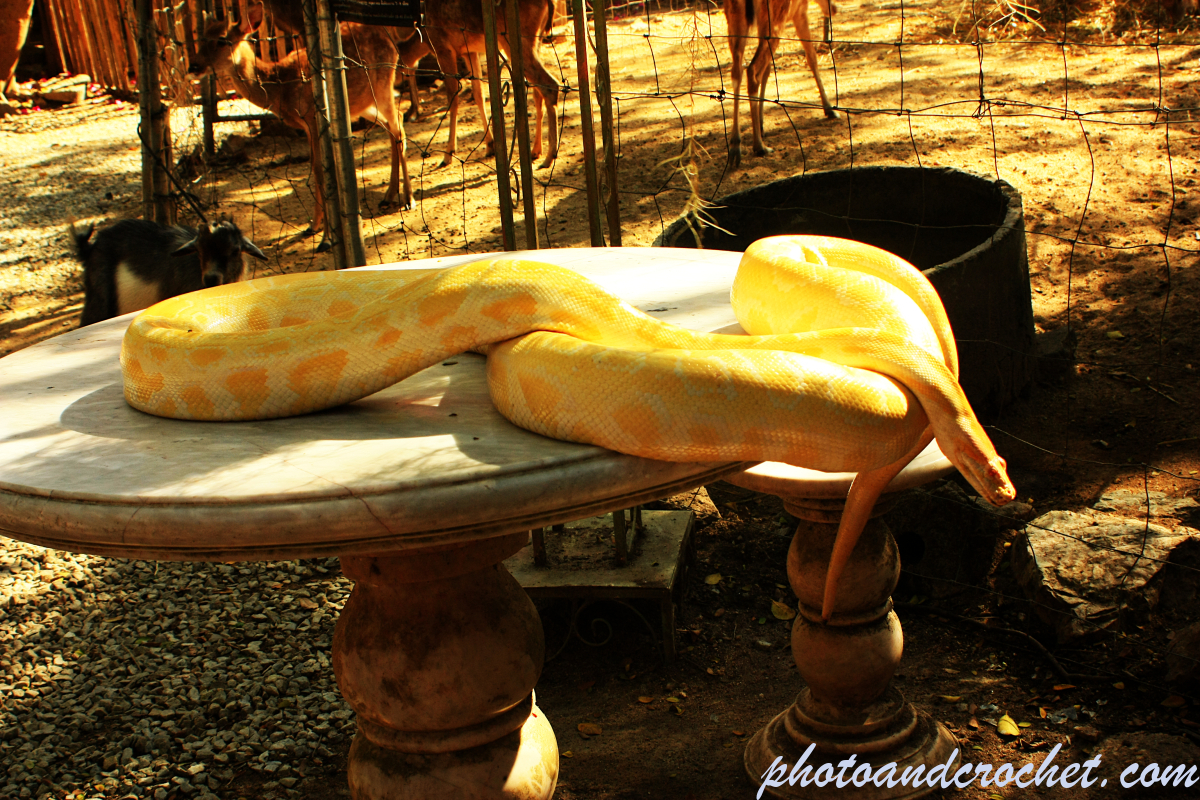 Python - Snake on a table - Image