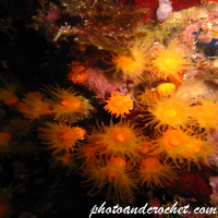 Astroides calycularis - Image