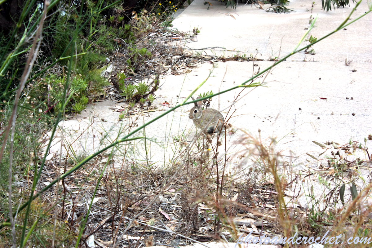 Festaval Tourist Village - Image