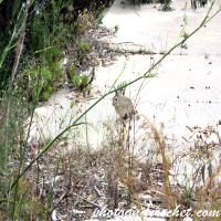 Festaval Tourist Village