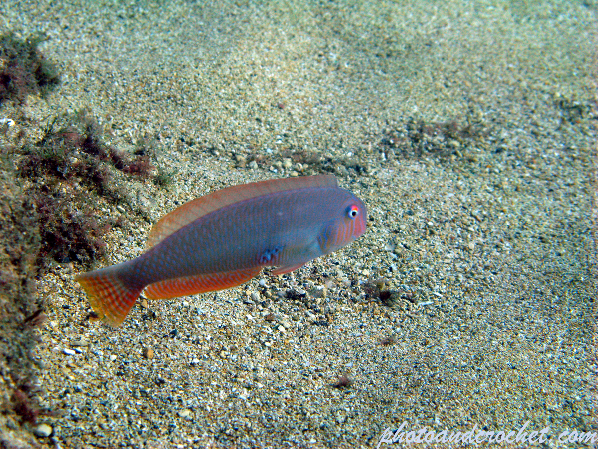 Pearly razorfish - Image