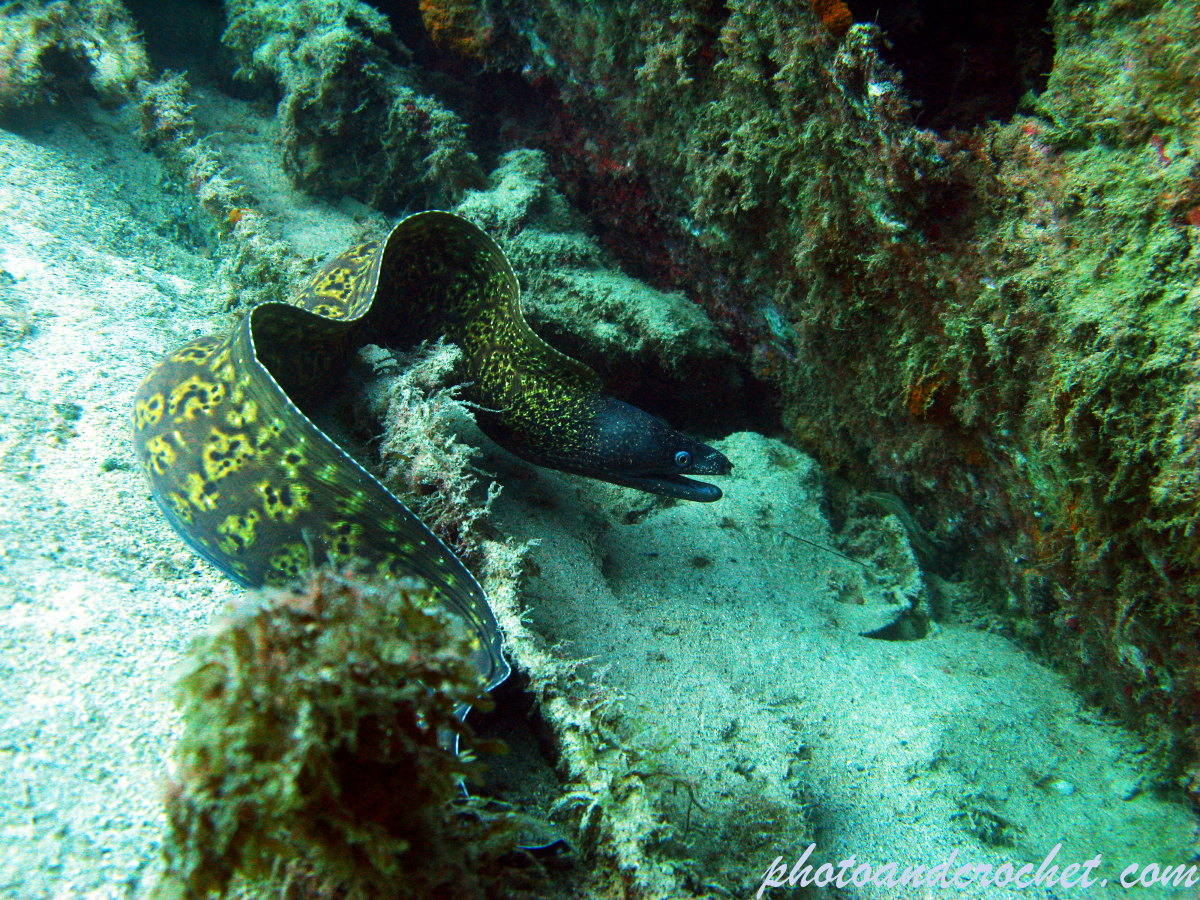 Moray Eel - Muraena helena - Image