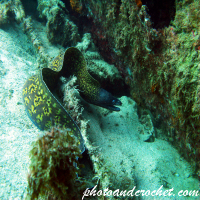 Moray Eel - Muraena helena - Image