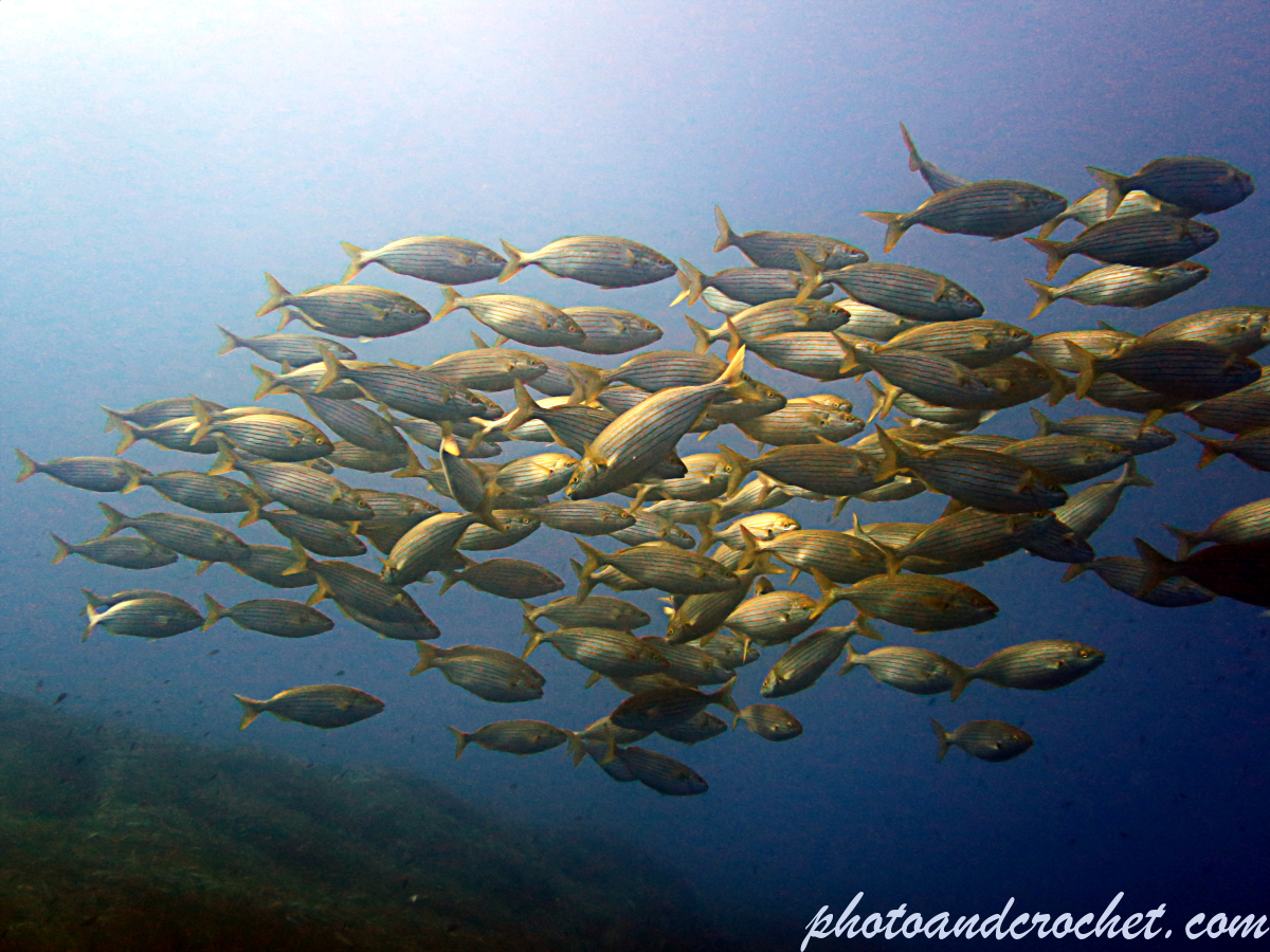 Salema - Sarpa salpa - Image