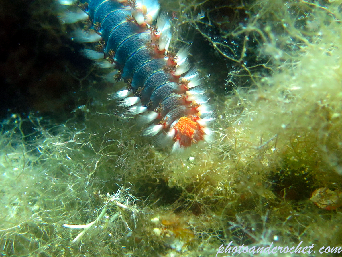 Bearded Fire Worm - Hermodice carunculata - Image