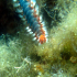 Bearded Fire Worm - Hermodice carunculata - Hairy head