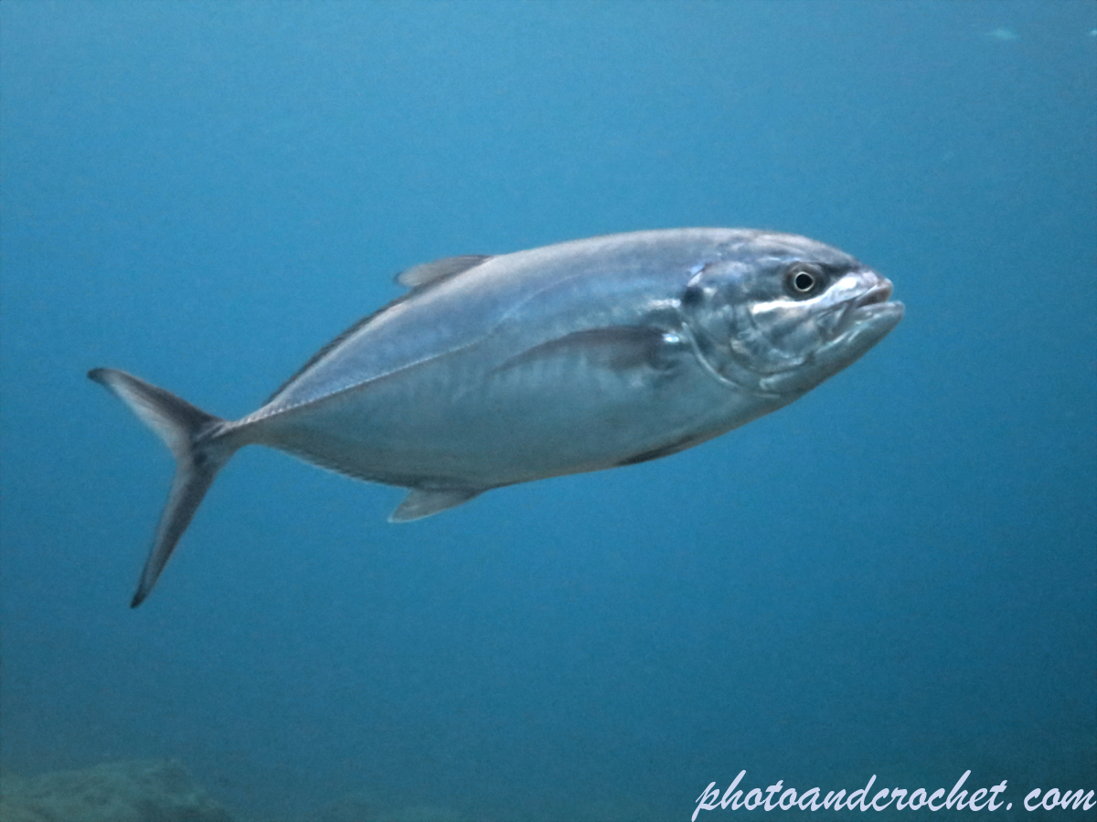 Amberjack - Balistes carolinensis - Image
