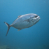 Amberjack - Balistes carolinensis - Image