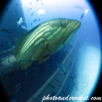 Goldblotch grouper - Epinephelus costae - Image
